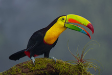 Was für ein komischer Vogel!