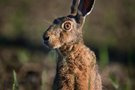Hase