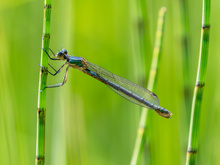 Glänzende Binsenjungfer (Weibchen)