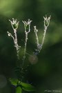 Die Knospen