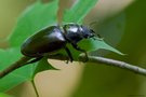 Hirschkäfer im Wald