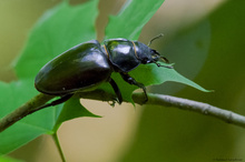 Hirschkäfer im Wald