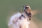 Braunkehlchen