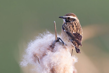 Braunkehlchen