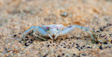 "Eine Krabbe am Strand..."
