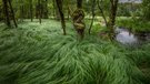Auwaldwächter im Grasmeer
