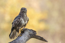 Mäusebussard im Abendlicht