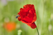 Die Bienchen und die Blümchen....