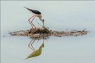 Nestpflege