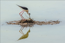 Nestpflege