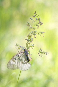 Dame des schwarzen Apollos