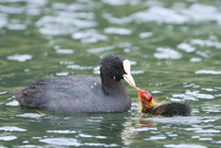 Ein häufiger Vogel