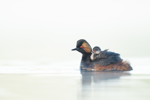 Huckepack