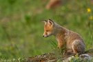 Der kleine Bergfuchs