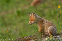 Der kleine Bergfuchs