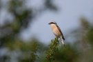 Neuntötermann