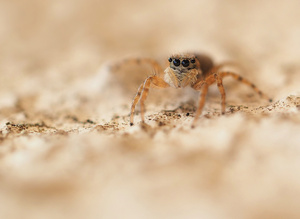 Menemerus semilimbatus (Weibchen) '26