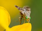 Weibliche Bohrfliege (Familie Tephritidae).