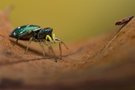 Springen oder krabbeln...Kupfrige Sonnenspringspinne