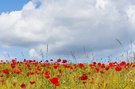 Der Himmel über dem Mohn
