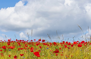 Der Himmel über dem Mohn