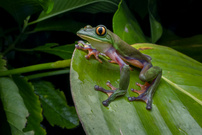 Orangeaugen-Laubfrosch (Agalychnis annae)