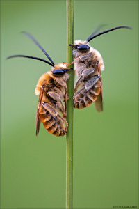 Langhornbienchen