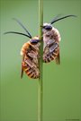 Langhornbienchen