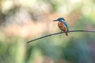 Eisvogel