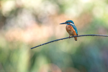 Eisvogel