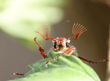 Maikäfer