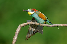 Bee-eater