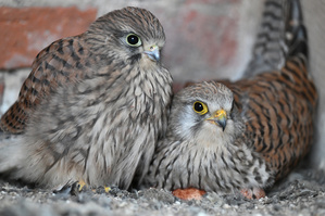 Familie