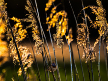Ein Blaukehlchen im typischen Habitat