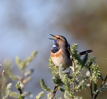 Blaukehlchen