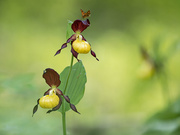 Orchidee mit Besuch