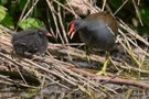 Wütendes Teichhuhn