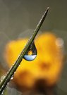 Butterblume