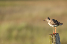 Der Wächter