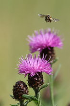 Mauerbiene im Anflug