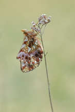 Boloria dia
