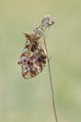 Boloria dia