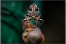 Wildfliege mit Beute