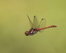 Große Heidelibelle im Flug