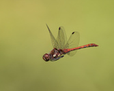 Große Heidelibelle im Flug