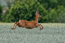 auf der Flucht