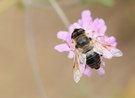 Mistbiene (Eristalis tenax)