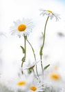 Margeriten