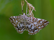 Schmetterlingsraupen, die im Wasser leben