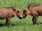 Big kiss